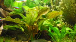 Pflanzen im Aquarium Gesellschaftsbecken