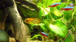 Besatz im Aquarium Gesellschaftsbecken