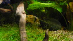 Besatz im Aquarium Gesellschaftsbecken