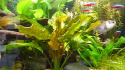 Pflanzen im Aquarium Gesellschaftsbecken