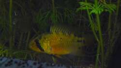 Besatz im Aquarium Gesellschaftsbecken