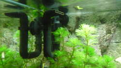 Technik im Aquarium Gesellschaftsbecken