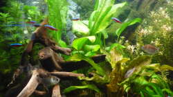 Aquarium Gesellschaftsbecken