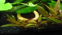 Dekoration im Aquarium Gesellschaftsbecken