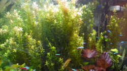 Aquarium Gesellschaftsbecken