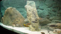 Dekoration im Aquarium Becken 2583
