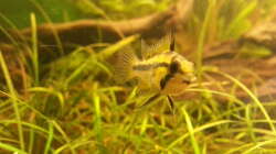 Kakadu-Weib von der Seite