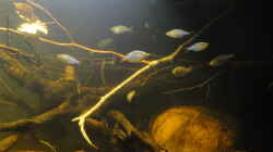 Besatz im Aquarium Mamberamo River