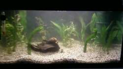 Aquarium mein 54l Becken neu gemacht