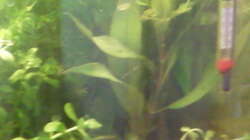 Pflanzen im Aquarium mein 54l Becken neu gemacht