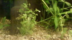 Pflanzen im Aquarium mein 54l Becken neu gemacht