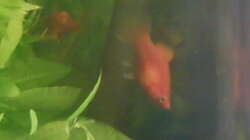 Korallenplaty