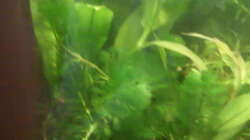 Pflanzen im Aquarium mein 54l Becken neu gemacht