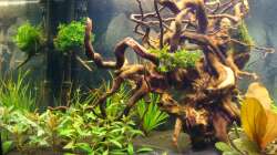 linker Teil (17.03.13)