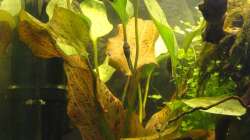 Echinodorus ozelot (Foto vom 14.10.13)