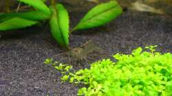 Caridina japonica