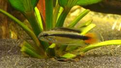 Apistogramma sp. rio mamore (männchen)