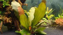 Echinodorus Reni Foto vom: 26.03.13