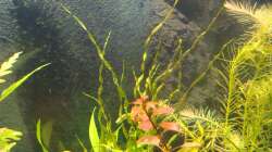 Echinodorus vesuvius (im Hintergrund) Foto vom: 26.03.13