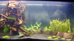 Erstes Foto nach der Bepflanzung (10.03.13) 