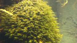 Fissidens fontanus / Phoenixmoss (Foto vom 06.10.13)