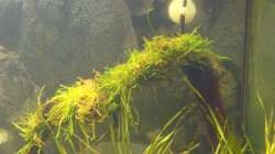 Weepingmoos (Foto vom 14.10.13)