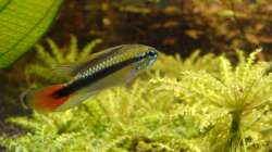 Apistogramma sp. rio mamore (männchen)