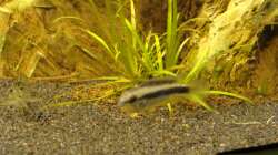 Apistogramma sp. rio mamore (weibchen)