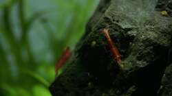 Red Fire Zwerggarnele