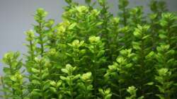 Rotala indica