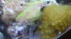Pflanzen im Aquarium Becken 25974
