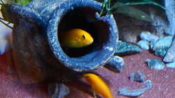 Besatz im Aquarium Malawitraum ( Umdekoriert )