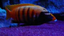 Besatz im Aquarium Malawitraum ( Umdekoriert )