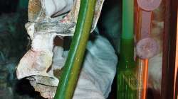 Rechte Seite- ??ffnung RW - Heizung- Ansaugrohr Aussenfilter für wasserreinigung