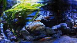 Aquarium Malawitraum ( Umdekoriert )