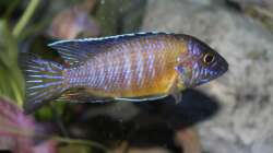 Besatz im Aquarium Malawitraum ( Umdekoriert )