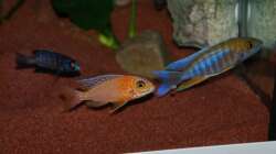 Besatz im Aquarium Malawitraum ( Umdekoriert )