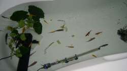 Meine Freunde im Hotel Badewanne, nur für eine Nacht.