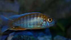 Besatz im Aquarium Malawitraum ( Umdekoriert )