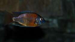 Kadango red fin mal anders