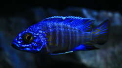 3 Neue Aulo stuartgranti chilumba..