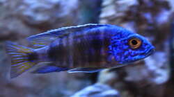 Besatz im Aquarium Malawitraum ( Umdekoriert )