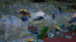 Besatz im Aquarium Malawitraum ( Umdekoriert )