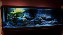 Pflanzen im Aquarium Malawitraum ( Umdekoriert )