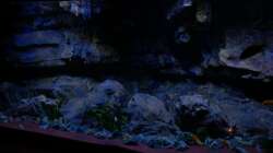 Aquarium Malawitraum ( Umdekoriert )