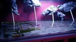 Fische blieben im Becken..