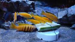 Besatz im Aquarium Malawitraum ( Umdekoriert )