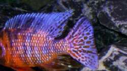 Farbenkleid Marmelade cat