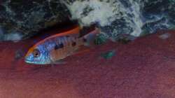 Besatz im Aquarium Malawitraum ( Umdekoriert )