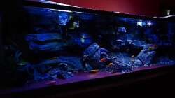 Aquarium Malawitraum ( Umdekoriert )